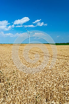 Windmill or wind turbines on yellow rural field ripe wheat. Landscape of an endless agricultural field and blue sky