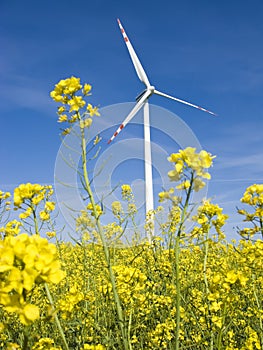 Windmill in yellow field