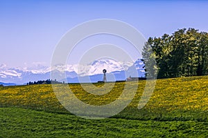 Windmill, Yellow Flower Field and Snowy Mountains on Sunny Spring Day.