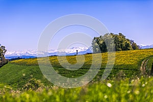 Windmill, Yellow Flower Field and Snowy Mountains on Sunny Spring Day.