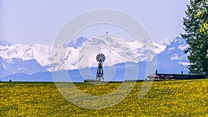 Windmill, Yellow Flower Field and Snowy Mountains on Sunny Spring Day.