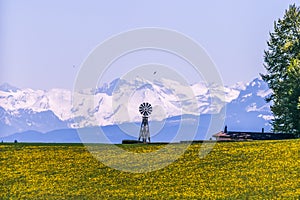 Windmill, Yellow Flower Field and Snowy Mountains on Sunny Spring Day.