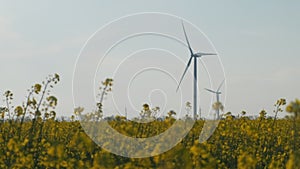 Windmill in the yellow rapeseed field