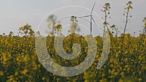 Windmill in the yellow rapeseed field