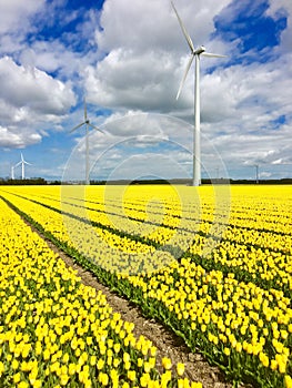 Windmill and yellow tulips Flevoland