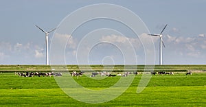 Windmills and cows