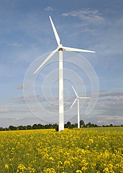 Windmills and field