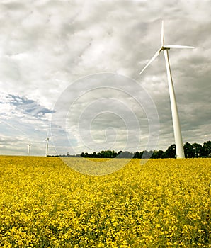 Windmills and a field