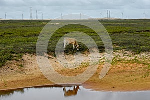 Windmills on a field near Atins, Brazil