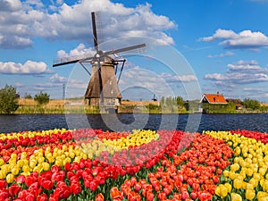 Windmills and flowers in Netherlands