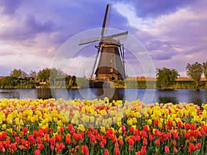 Windmills and flowers in Netherlands photo