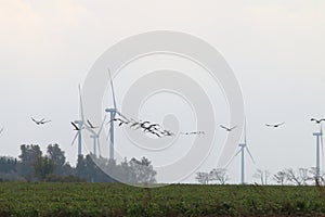 Windmills and flying cranes in autumn, LÃ¼dershagen, Germany