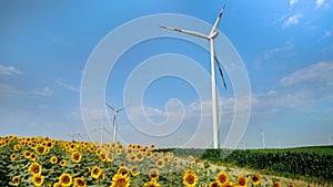 Windmills generating electric power among sunflowers and corn in the sunshine. A vision of alternative energy and