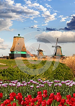 Windmills in Holland with tulips