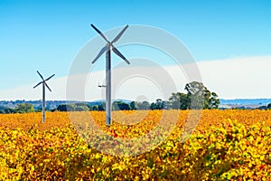 Windmills in Riverland vineyard in autumn