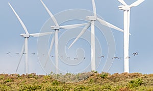 Windmills in a row with birds flying