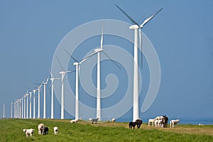 Windmills and sheep