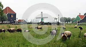 Traditional zaanse schans windmills and sheep in farms in The Netherlands. Unique beautiful and wild European city.