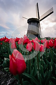 Windmills and Tulips, Holland. Field full of flowers