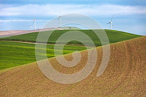 Windmills and wheat fields