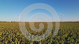 Windmills in a wilted sunflower field. Wind farm with turbine cables for wind energy. Renewable energy source, earth care. Drone
