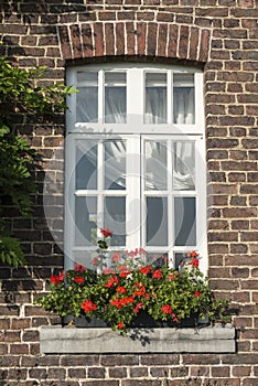 Windo in old wall with french geranium flowers