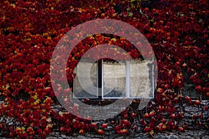 Window on aged wall covered with red ivy leaves, Ivy covering building in fall, window surrounded by colorful ivy on a facade,