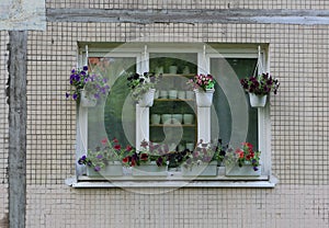 Window of the apartment building is decorated outside with colorful flowers in flower pots