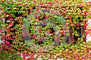 Window autumn clambering plant