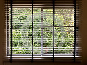 window blind with green tree on the outside