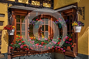 Window with blooming flowers on a half timbered house in Ribeauville, France