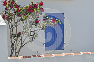 Window with blue shutters, roses flowers