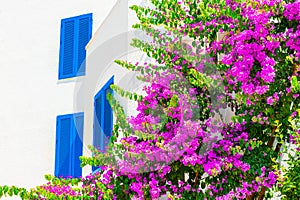 Window with blue shutters on the white wall and blooming pink flowers