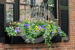 Window Box Close-up