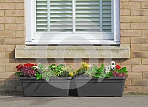 window box details dandelion seed flower weed head seeds weeds plants darts flowering