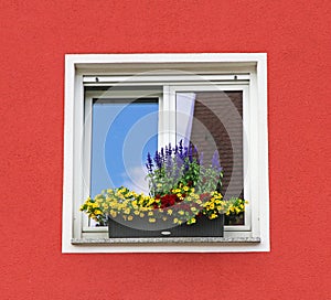 Window with box of different colorful flowers