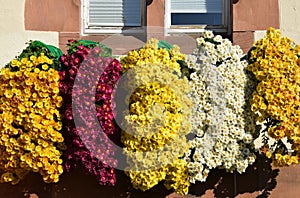 Window box filled with colorful trailing mums