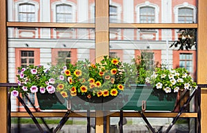 Window Box Flower Arrangement. St Petersburg.