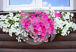 Window box full of colorful petunias . Pink and white flowering plants in a flower box in the window sill