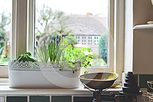 Window box with herb garden and spring bulbs growing in a home kitchen interior