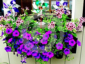 Window Box Petunias and Pinwheels