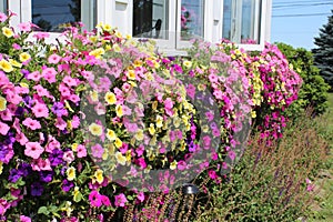Window boxes brimming with colorful flowers in purple pink and yellow