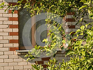Window of brick summer house cowered with tree