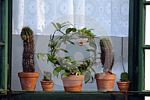 Window with cactus