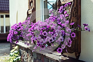 Window with carved doors and with flower pots on the facade of t