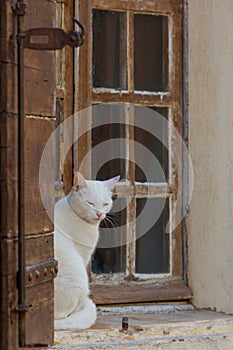 Window cat 4