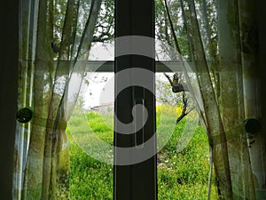 Look from the window