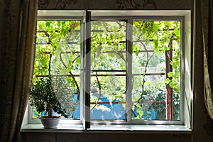 Window in country house with houseplant