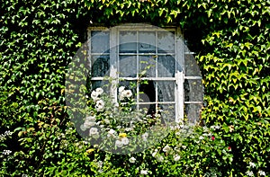 Window cover with green ivy