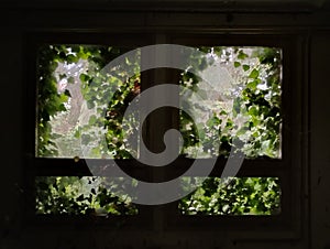 Window covered in bushes in abanoned military base